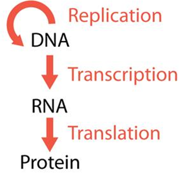 <p>The central dogma of molecular biology is that information is transferred from DNA to RNA to protein.</p>