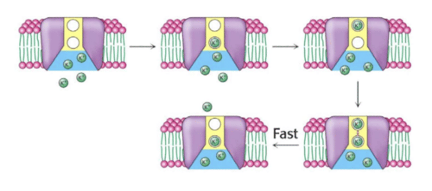 <p>A model for the movement of ions through selectivity filters and ion channels.</p>