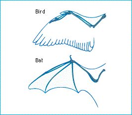 shared character state not inherited from a common ancestor; same function in different groups but does not have common ancestry 
result of convergent evolution or evolutionary reversal 