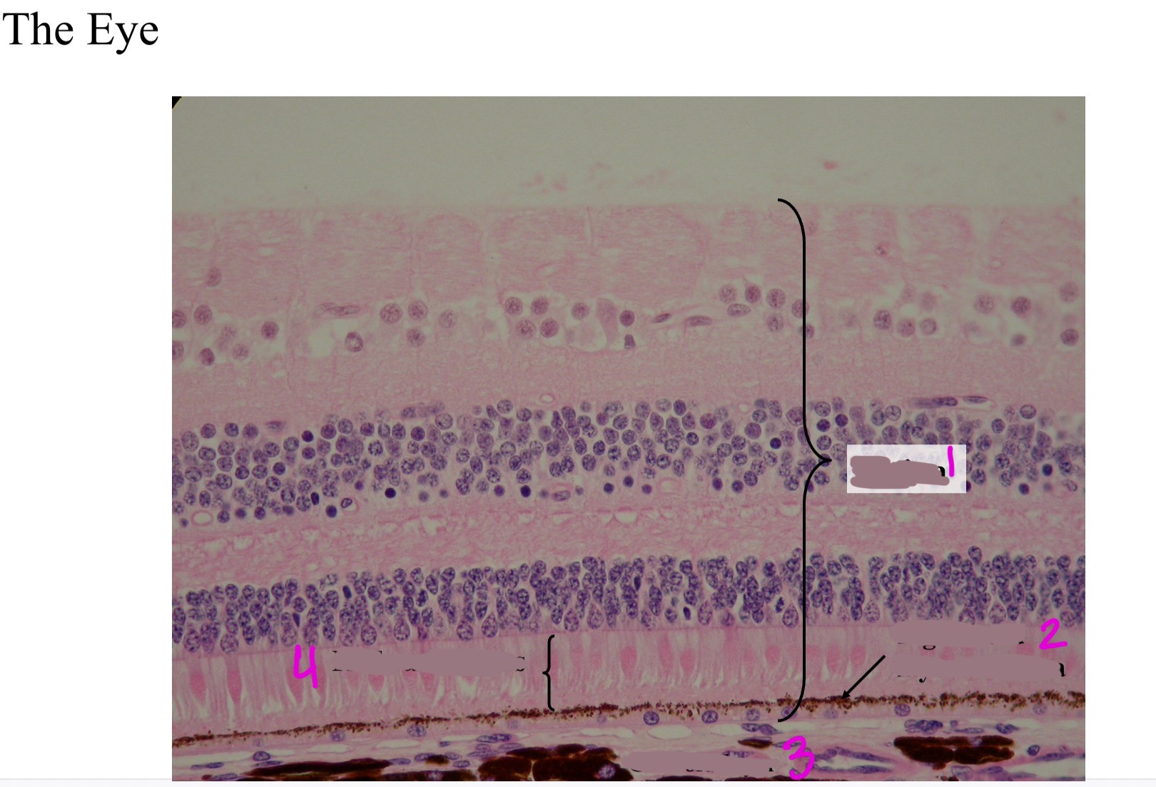 <ol><li><p></p></li><li><p></p></li><li><p></p></li><li><p></p></li></ol>