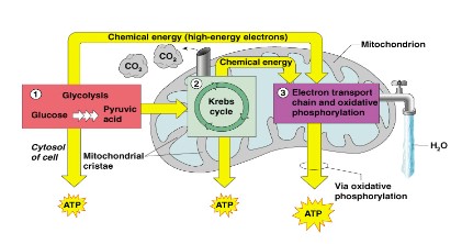 * glucose handling
  * a lot of water is produced as waste
  * CO2 is produced as waste
* fat metabolism
* protein metabolism
