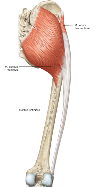 <p>m. tensor fasciae lata</p><p>loopt van de Spias (bekken) naar de tibia (via tractus iliotibialis)</p><p>functie = flexie, abductie en endorotatie in de heup &amp; stabilisatie van de knie (in staande positie)</p>