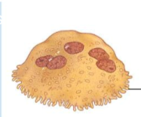 <p>what are osteoclasts?</p>