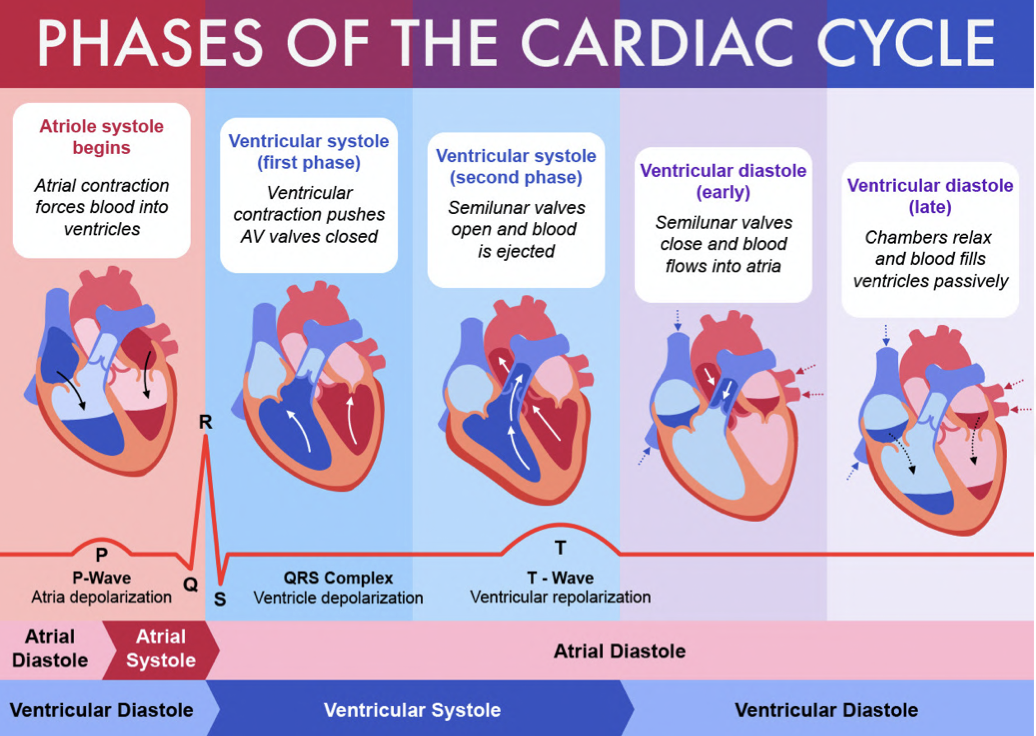<ul><li><p>The&nbsp;<strong>cardiac cycle</strong>&nbsp;is the series of events that take place in&nbsp;<strong>one heart beat</strong>, including&nbsp;<strong>muscle contraction</strong> and <strong>relaxation</strong><br></p><ul><li><p>The contraction of the heart is called<span style="color: var(--bs-body-color)">&nbsp;</span><strong>systole</strong>, while the relaxation of the heart is called<span style="color: var(--bs-body-color)">&nbsp;</span><strong>diastole</strong></p></li></ul></li><li><p>One cardiac cycle is followed by another in a <strong>continuous process</strong></p><ul><li><p>There is no gap between cycles where blood stops flowing</p></li></ul></li></ul>