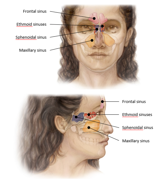 <p>-help to warm &amp; humidify air</p><p>-lighten the skull</p><p>-enhance resonance of the voice</p>