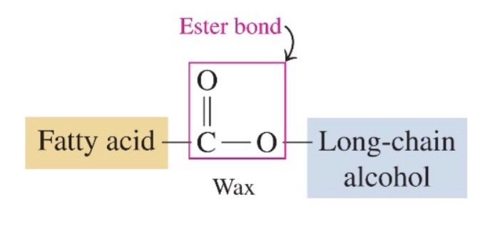 \-wax is a ester of long chain fatty acid and alcohol, with 14-30 carbon atoms 