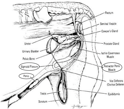 <ul><li><p>Penis retractor muscle (helps hold fibroelastic penis in place) and Sigmoid Flexus</p></li><li><p>Cavernous tissue surrounding urethra</p></li><li><p>pelvic urethra</p></li><li><p>penile urethra</p></li><li><p>Ischiocavernous Muscles</p></li><li><p>Bulbospongiosus Muscles</p></li><li><p>The glans penis is richly supplied with nerves and is the source of the sensations associated with copulation</p></li></ul>