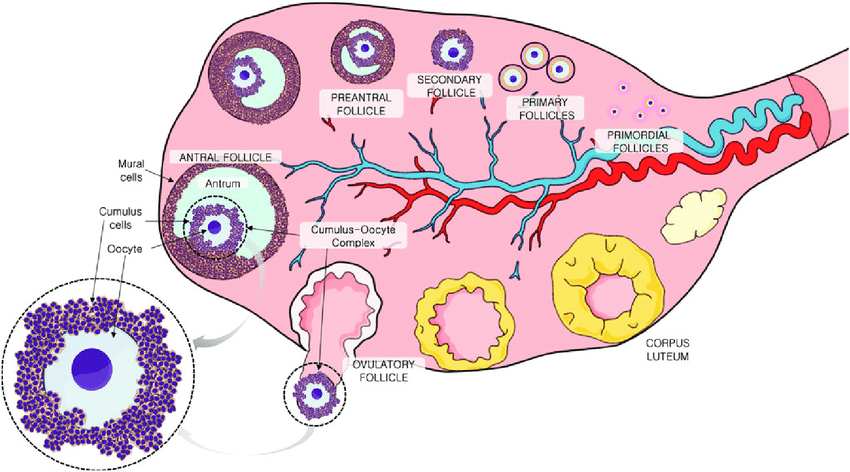 <p>Female (ant.o.folli)</p>