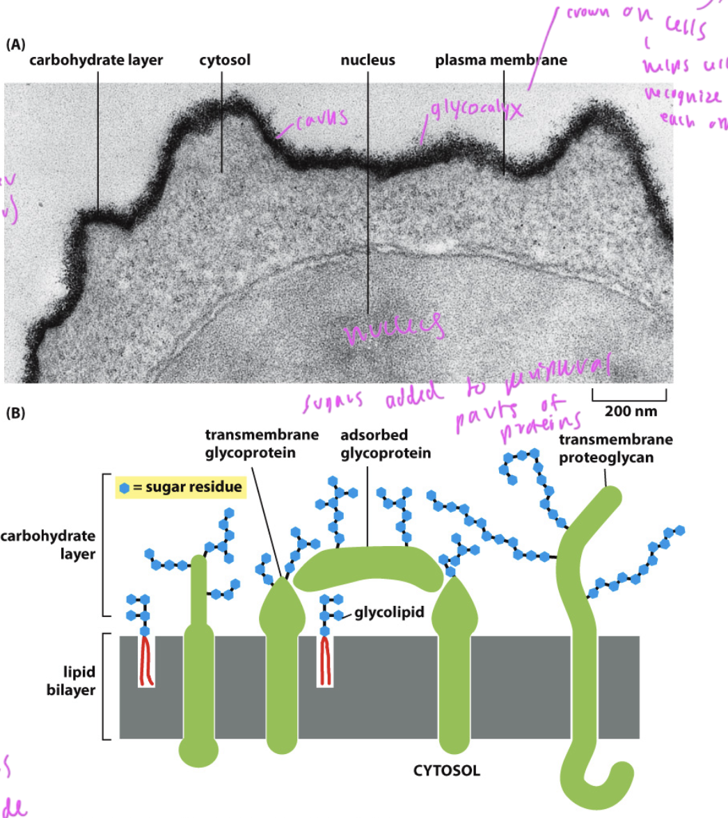 <p>sugars, which help cells recognize each other and help in signaling processes</p><ul><li><p>if they were on the inside of the cell, they would be eaten</p></li></ul><p></p>