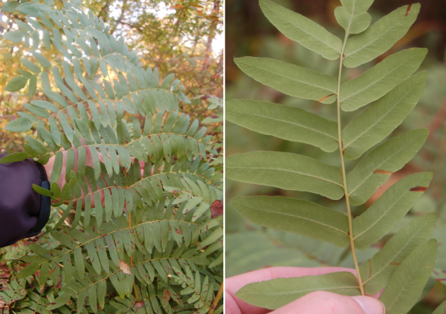 <p>large fronds, light green foliage, wetland fern</p>
