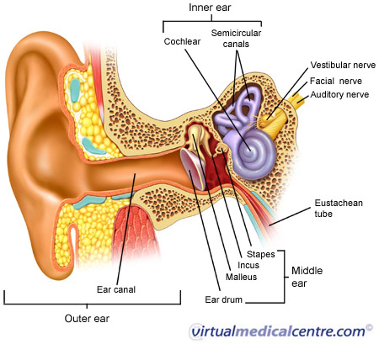 <p>Pinna collects sound and directs down ear canal, where it strikes tympanic membrane (ear drum). Middle ear bones pass vibrations to cochlea.</p>