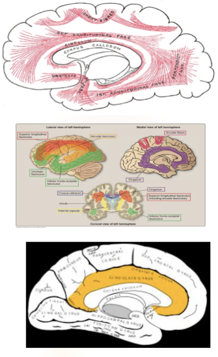 <p>Association fibers</p><p></p><p>Connects the frontal lobe to the parietal and occipital lobes.</p>
