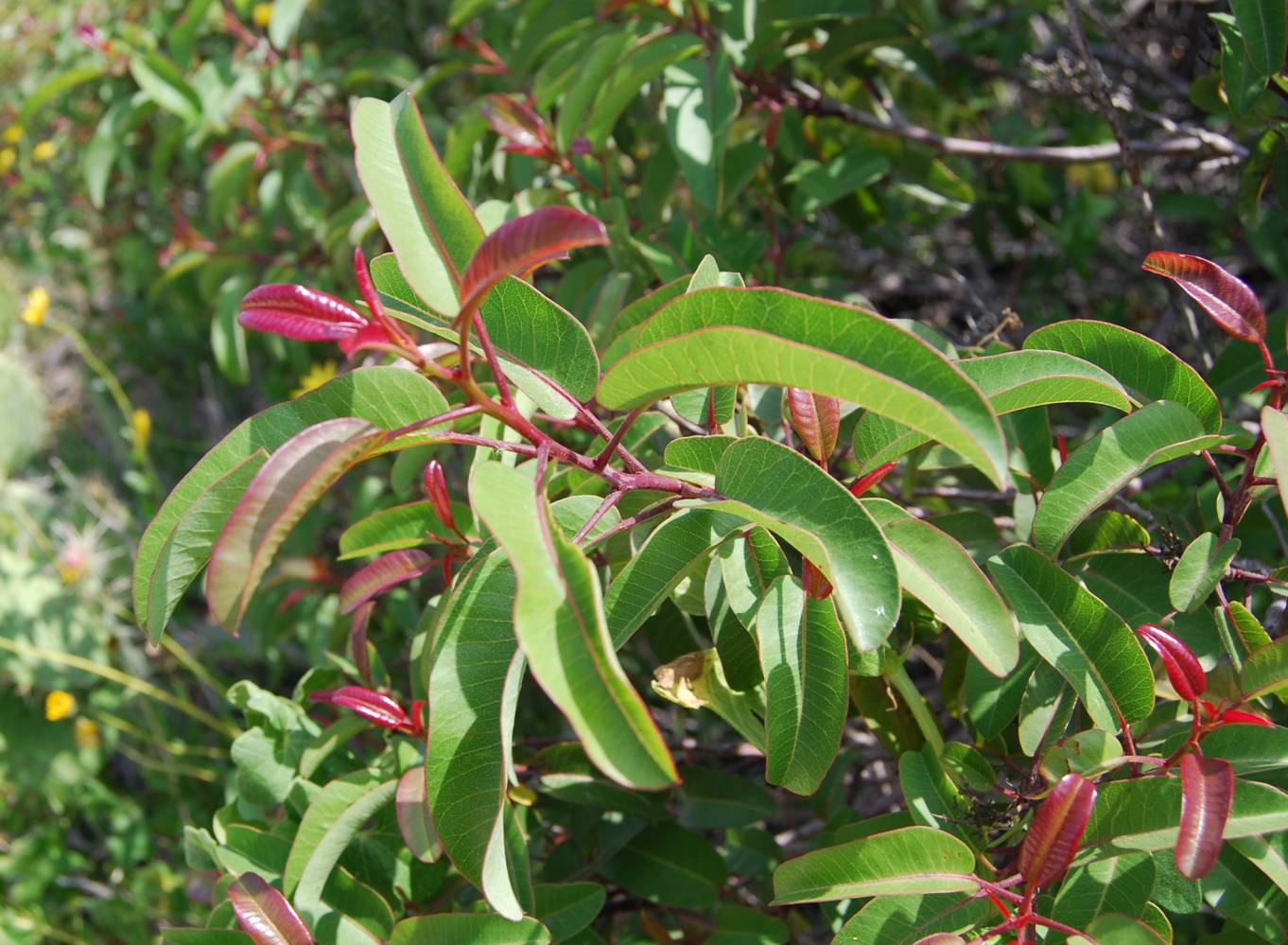 <p>Laurel Sumac</p>