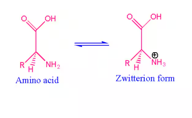 <p>A molecule that have both positive and negative charge on the amino acid, which creates a net neutral charge</p>
