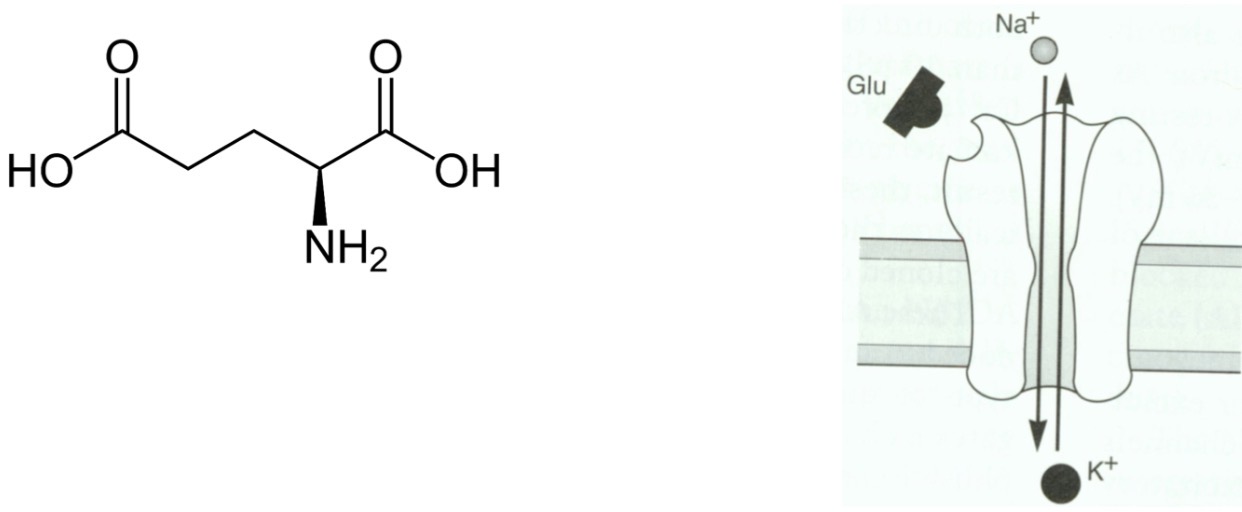 <p>The amino acid glutamic acid, when negatively charged, is called glutamate.</p><p>The Glu receptor is permeable to both Na+ and K+ (3:1), when glutamate is bound.</p>
