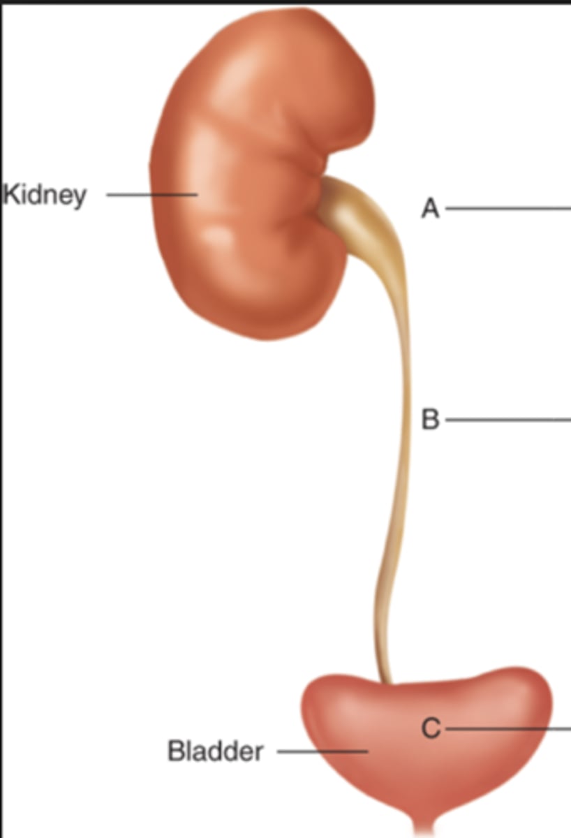 <p>ureter ( tube that drains kidney)</p>