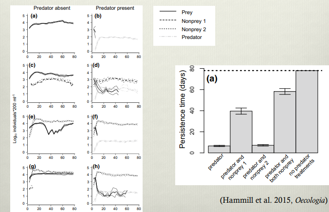 <p>non prey reduce fluctuatuon in pop density and increase the time that a population is able to persist despite interspecific competition. Indicaties that higher diversity increases chance of coexistwnce</p>
