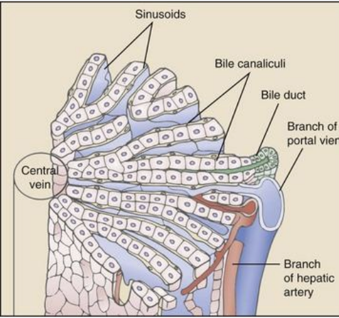 <p>image shows how the blood from the artery and vein join in one tube in the middle (sinusoid)</p><p></p><p>The hepatic portal vein receives the venous blood form all unpaired abdominal organs (stomach, pancreas, spleen and intestines)</p><p></p><p>Blood from the portal vein and hepatic artery branches mixes within the hepatic sinusoids before collecting in central veins</p><p></p><p>These central veins merge and eventually form hepatic veins that drain into the abdominal portion of the caudal vena cava</p>