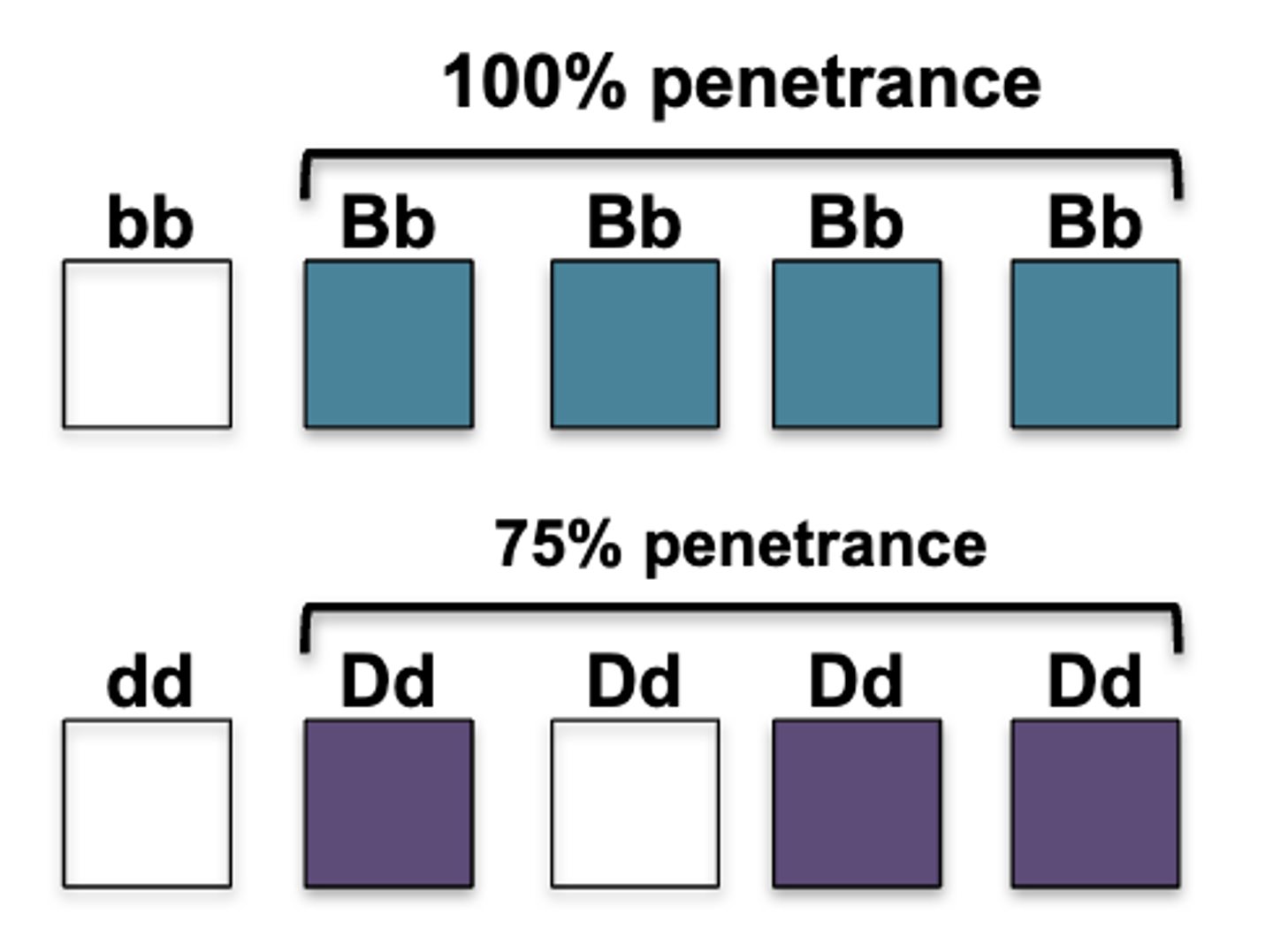 <p>____________= percentage of a population with a particular genotype that shows the expected phenotype (All or none... Has it or doesn't)</p>