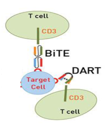 <ul><li><p>BITEs + DARTs → guide T cells directly to tumor cells by binding both CD3 and tumor associated ag </p></li><li><p>thus bypass the need for fcR</p></li><li><p>BITEs → target CD3 on T cells and CD19 on B cells</p></li><li><p>DARTs → works the same but with great specificty and bind multiple targets </p></li></ul><p>both have short half lives → continuous infusion needed </p><p></p>