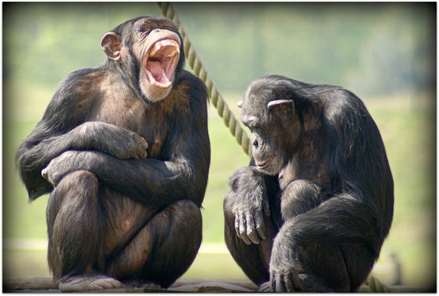 <p>contempt, ridicule</p>