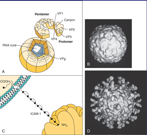 \-naked, nonenveloped

\-single-stranded

\-perfectly icosahedral

\-single-stranded positive RNA genome (direct replication)

\-replications in cytoplasm of cells, which is common of RNA viruses)

\-mostly cytolytic (breaks host cell membrane to escape during proliferation)

\-include enterovirus (among which is poliovirus), rhinovirus, and heparnavirus (hep A virus)