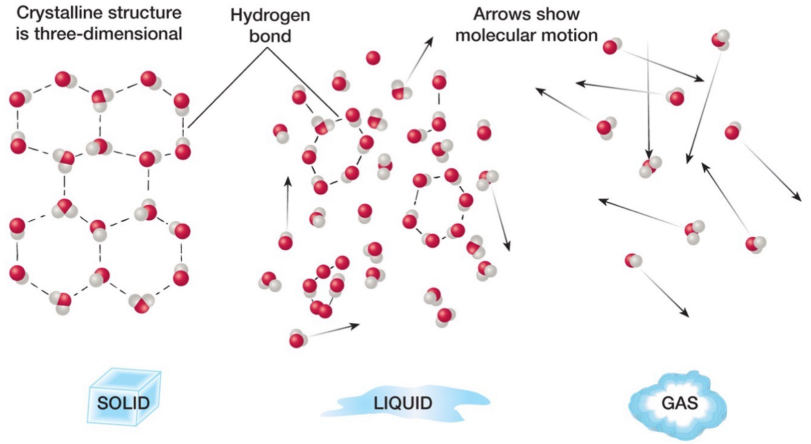 <ul><li><p>H bonds between all molecules.</p></li><li><p>Molecules are aligned in a certain way, fixed and rigid structure.</p></li><li><p>Molecules not moving a lot.</p></li></ul><p></p>