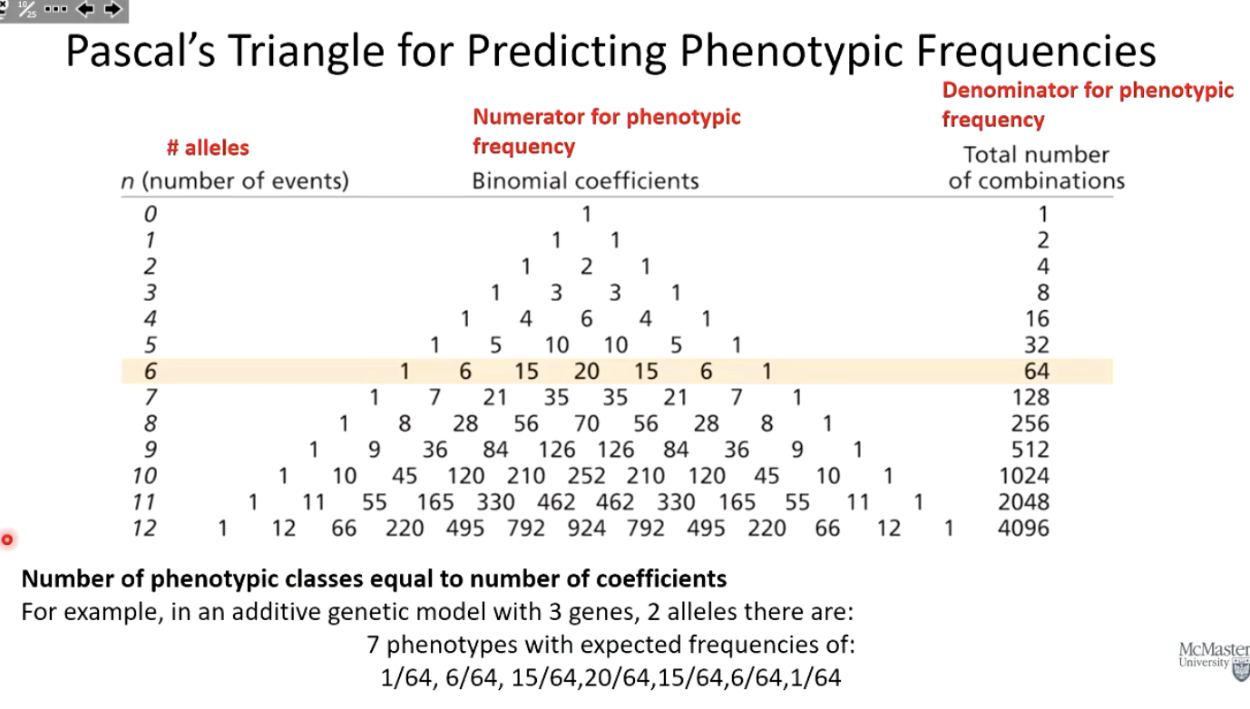 <p>It predicts phenotypic frequencies based on the number of genes and alleles involved.</p>