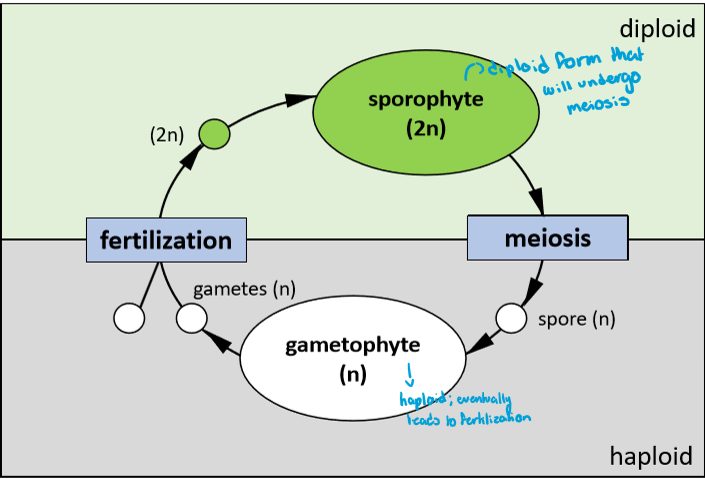 <p>haploid: meiosis; gametophyte (n)</p><p>diploid: fertilization; sporophyte (2n)</p>