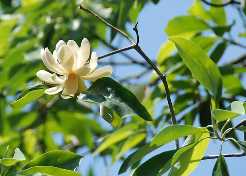 Family: Magnoliaceae

Common Name: sweetbay

Range: Texas-> FL, up to NY. 

Habitat: Hydric Soils

Bark: Thin, Tan/Grey, Shallow Fissures 

Leaves: Simple & Alternate (arrangement), elliptic (shape), entire (margin).

Evergreen (in Southern range), Entire, Dark Green w/ Glabrous topside and Glaucous Underside (abaxial)

Other Info: Shade Tolerant, Not Fire Tolerant, Flood tolerant. Slow growing. Used in landscaping up North. Sweet smelling leaves, has stipular scars (go around the twig), Height: 80-120.' 

Fruits: Aggregate follicles with red seeds. 

Uses: Low Commercial Value, Ornamental, used in Pulp Wood