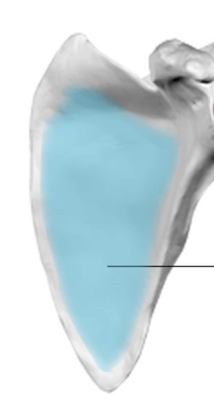 <p>What is the blue portion called?</p>