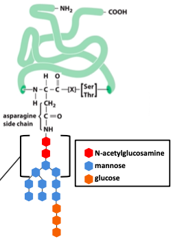 <p>Sugar residues (oligosaccharides) are attached to nitrogen from asparagine residue [in consensus sequence <strong><mark data-color="purple">Asn-X-Ser/Thr</mark></strong>] by ER lumenal enzyme <strong><span style="color: red">oligosaccharyl transferase</span></strong></p><p>★ Precursor oligosaccharide is transferred to protein as cons. sequence emerges from translocon. The precursor is assembled step-by-step by lipid molecule <strong><span style="color: purple">dolichol</span> </strong>(hydrophobic molecule w/ 75-95 C. it is phosphorylated at one end)</p><p>→<strong><span style="color: red"> </span></strong><em>after glycosylation, 2 glucose residues removed, leaving behind 1 which is a Calnexin substrate. the core is not trimmed</em></p>