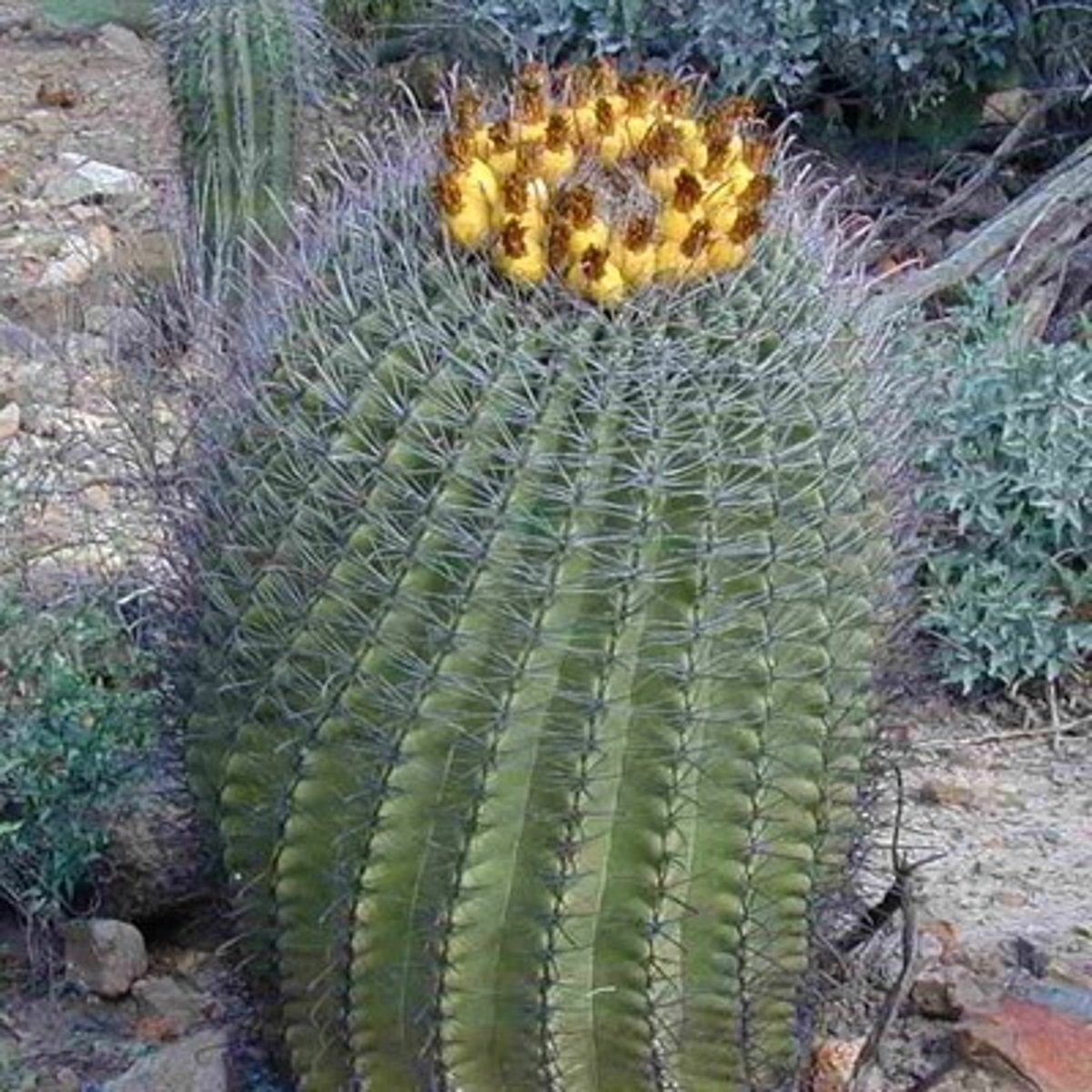 <p>fishhook cactus</p>