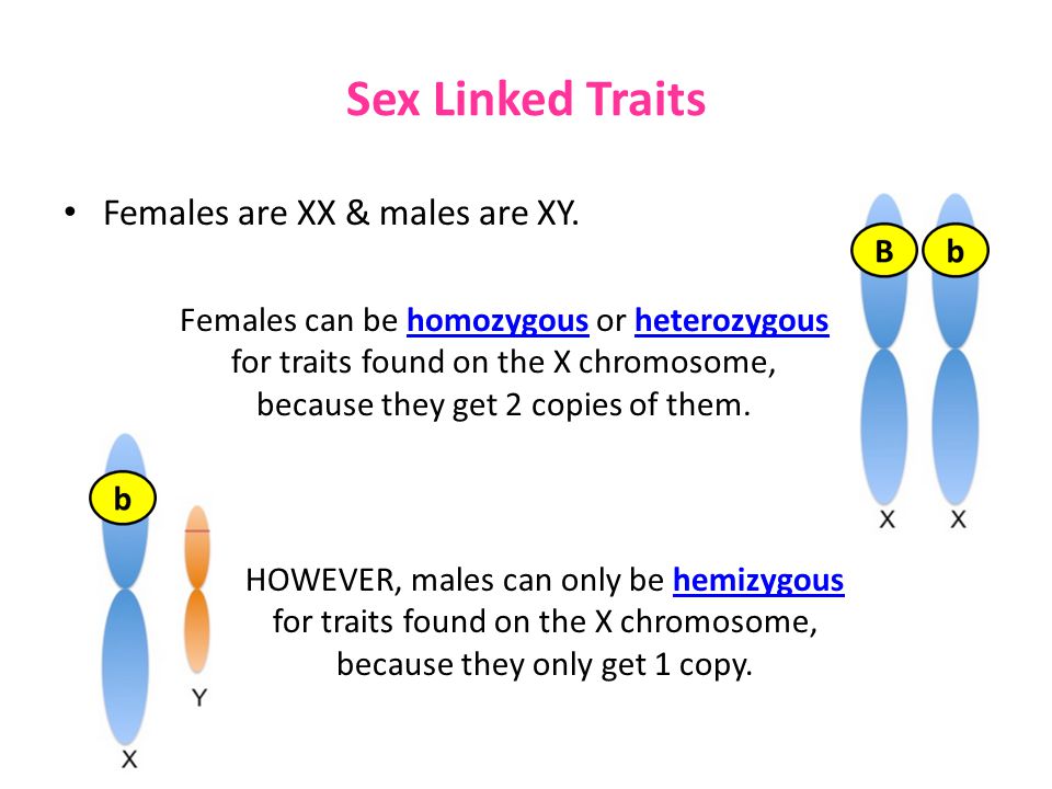 <ul><li><p><strong>constitutionally hemizygous</strong>  → if you only have one X chromosome</p></li><li><p><strong>functionally hemizygous</strong> → in females, due to X-inactivation</p></li><li><p>FALSE: because men only have one Y chromosome therefore they are hemizygous</p></li></ul>