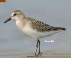 <p><span><span>Calidris pusilla </span></span></p>
