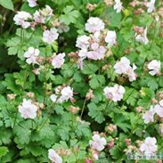 <p>geranium cantabrigiense ‘biokovo’</p>