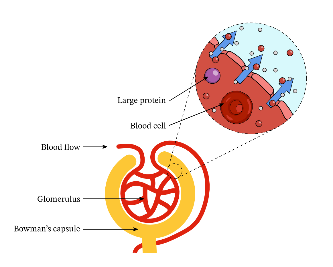 <p>The process where substances are filtered from the capillaries of the glomerulus into the capsule <span style="color: rgb(0, 255, 95);"><strong><em>under pressure. </em></strong></span>Only small substances like glucose, urea, salts, and water pass across the basement membrane.</p>