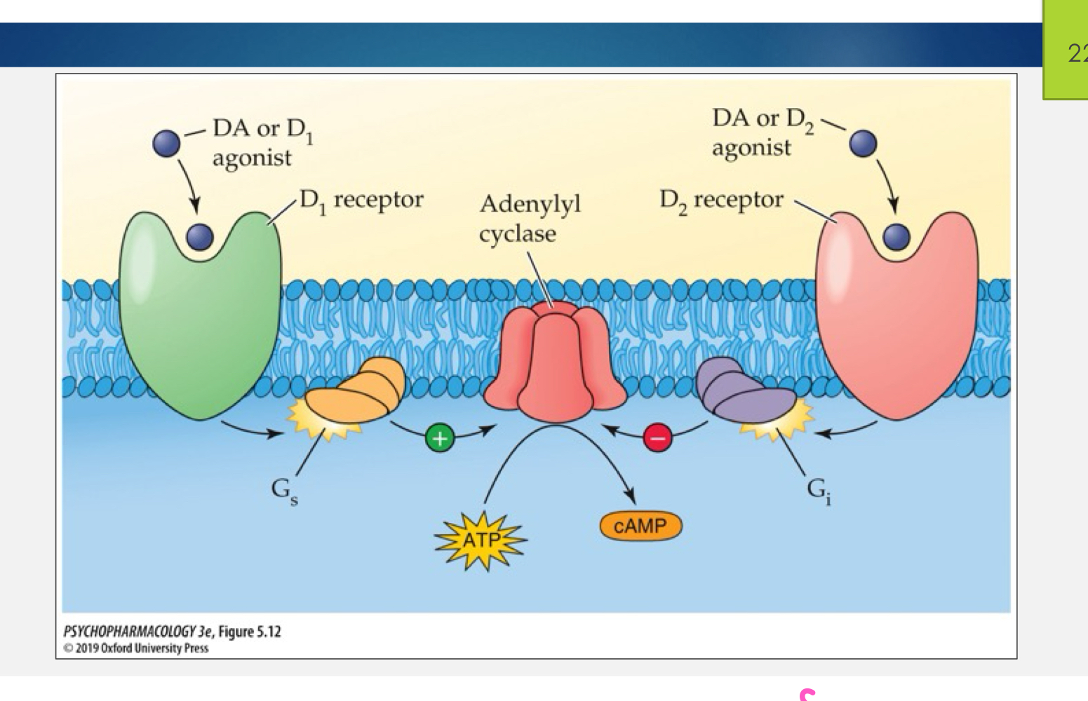 <p>D2-like family (D2, D3, D4)</p><p>inhibit adenylyl cyclase which decreases cAMP levels</p>