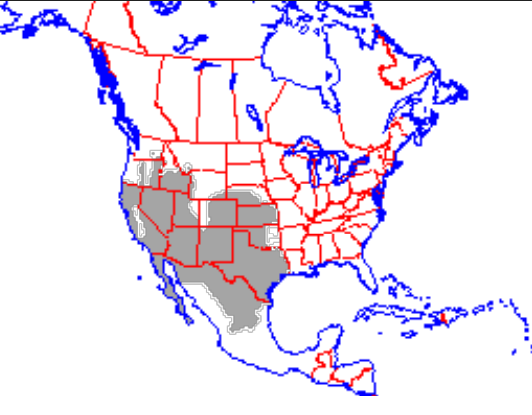 <p>Which species fits the following habitat and management concerns?</p><p><br>Habitat: Generalist that thrives in the semi-arid to arid regions of the SW; most common on range lands and in agricultural areas</p><p>Management issues: important prey species; may do considerable damage to farms, forest plantations, and young trees</p>
