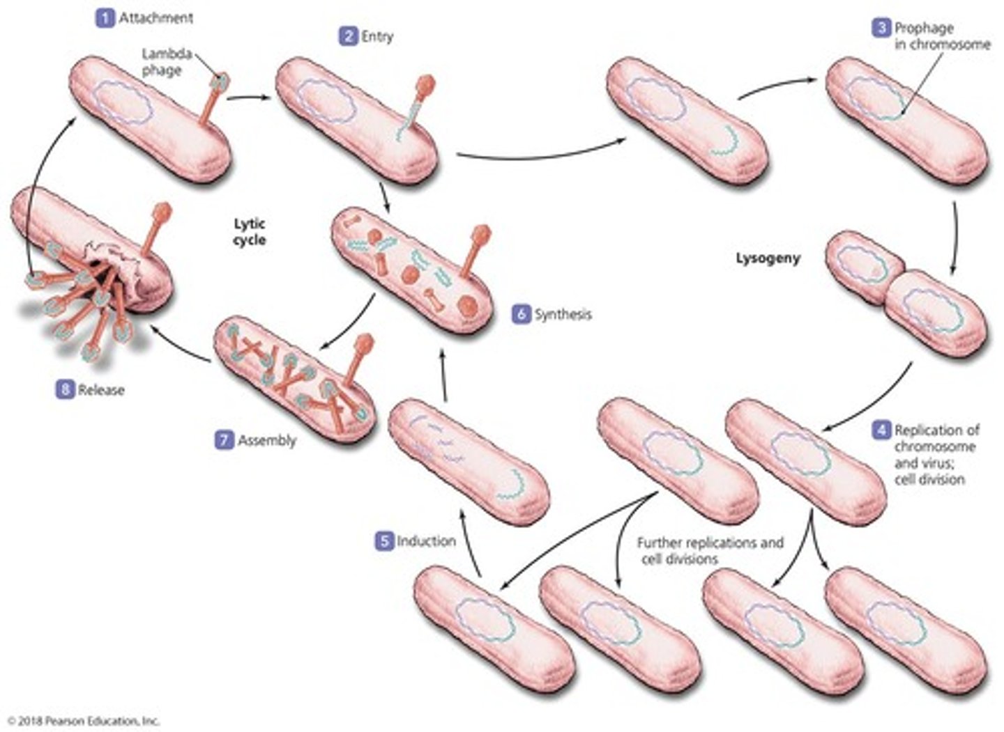 <p>A modified viral replication cycle where infected host cells grow and reproduce normally for generations before they lyse.</p>