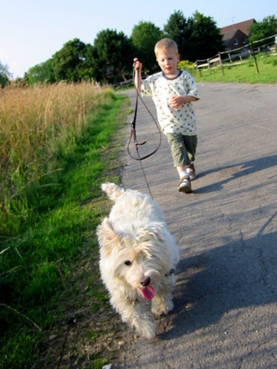 <p>to take the dog out</p>