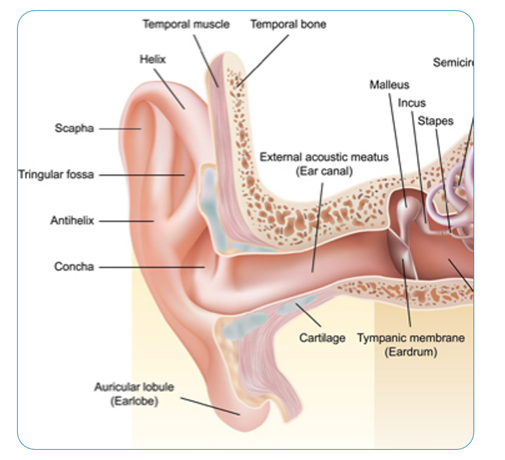 <p>outer ear</p>