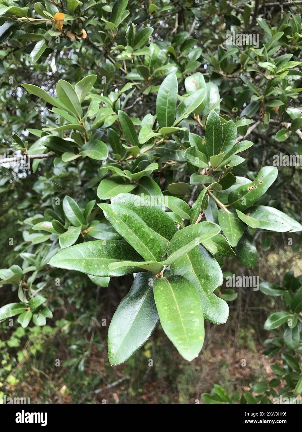 <p>Quercus Fosiformis</p>