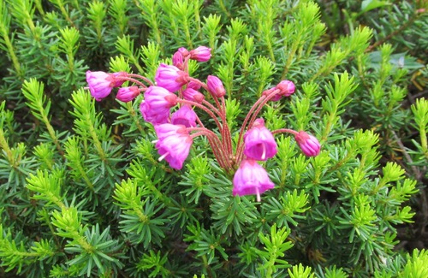 <p>Color variation by elevation</p><p>- Pink typically lower elevation, white and yellow higher up.</p><p>Dense low-growing form</p><p>- Offers wind protection for other alpine plants and insects.</p><p>Floral show</p><p>- Abundant flowers create colorful mats that define alpine meadows.</p><p>- Supports pollinators, buffers soil, and reflects alpine plant resilience.</p>