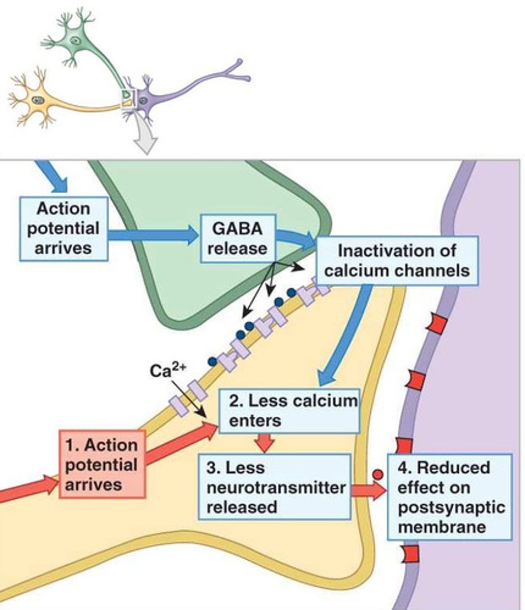 <p>The action of a presynaptic terminal button in an axoaxonic synapse; reduces the amount of neurotransmitter released by the postsynaptic terminal button.</p>