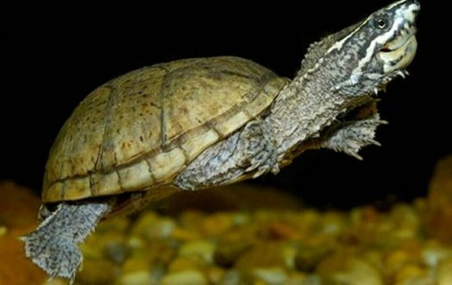 <p>Sternotherus odoratus</p>