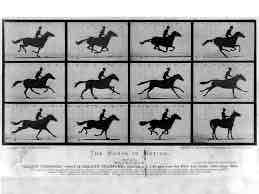 <p>the horse in motion </p>