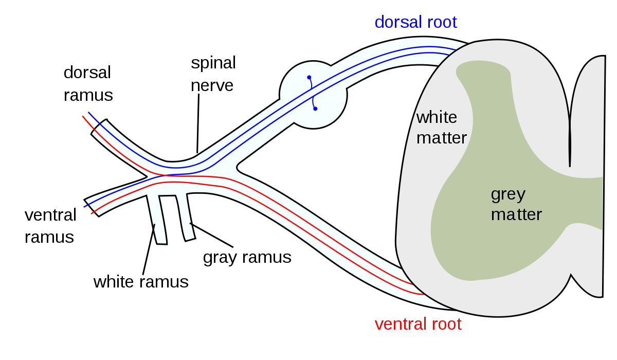 ventral root