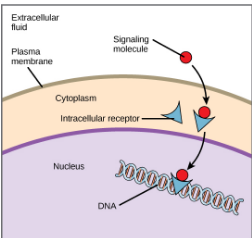 <p>found in the cytoplasm of the cell and respond to hydrophobic ligand molecules that are able to travel across the plasma membrane</p>