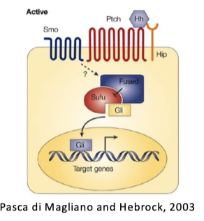 <p>• ‘Differentiation therapies’ in development.</p><ul><li><p>push toward dif = no longer sustain tumor</p></li></ul><p>• Eg SMO antagonists to block Hhg pathway approved for advanced basal cell carcinoma</p><p>• Other pathway antagonists in development.</p>